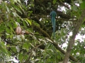 Een glimp van de zeldzame Quetzal in het nevelwoud van Monteverde