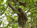 Luiaard in Manuel Antonio Nationaal Park