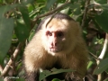 Capucijnaapje in Manuel Antonio Nationaal Park