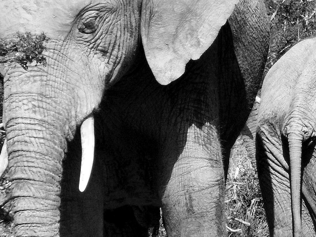 Een bijzondere ontmoeting met de koning van Addo Elephant NP zal ons nog lang bijblijven.