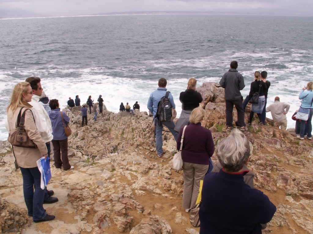 Hermanus - De walvissen zijn soms ook gewoon vanaf de kant te zien
