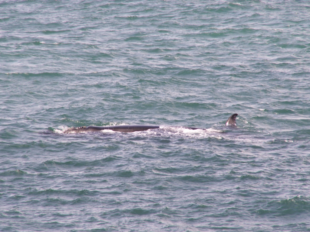 Onze meest spectaculaire foto van een walvis.