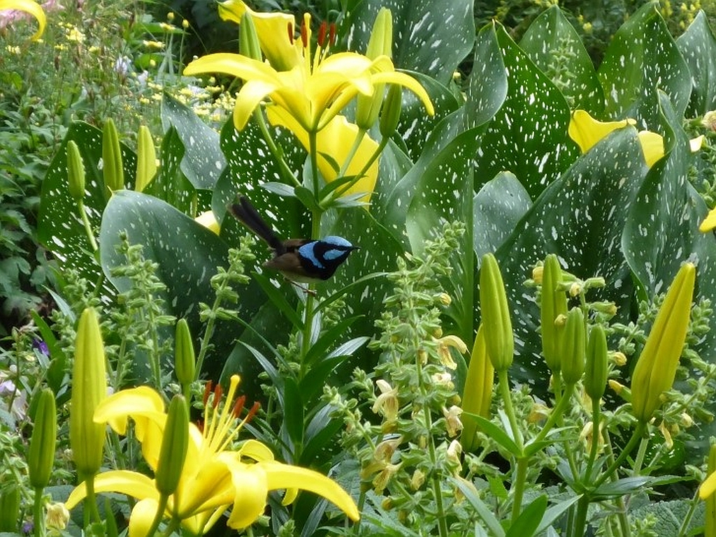Een kleurrijke Superb Fairy Wren in de Botanische Tuin