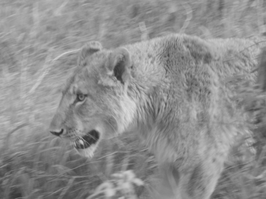 Hluhluwe Umfolozi - Dit is de enige leeuw die we zien in Zuid-Afrika