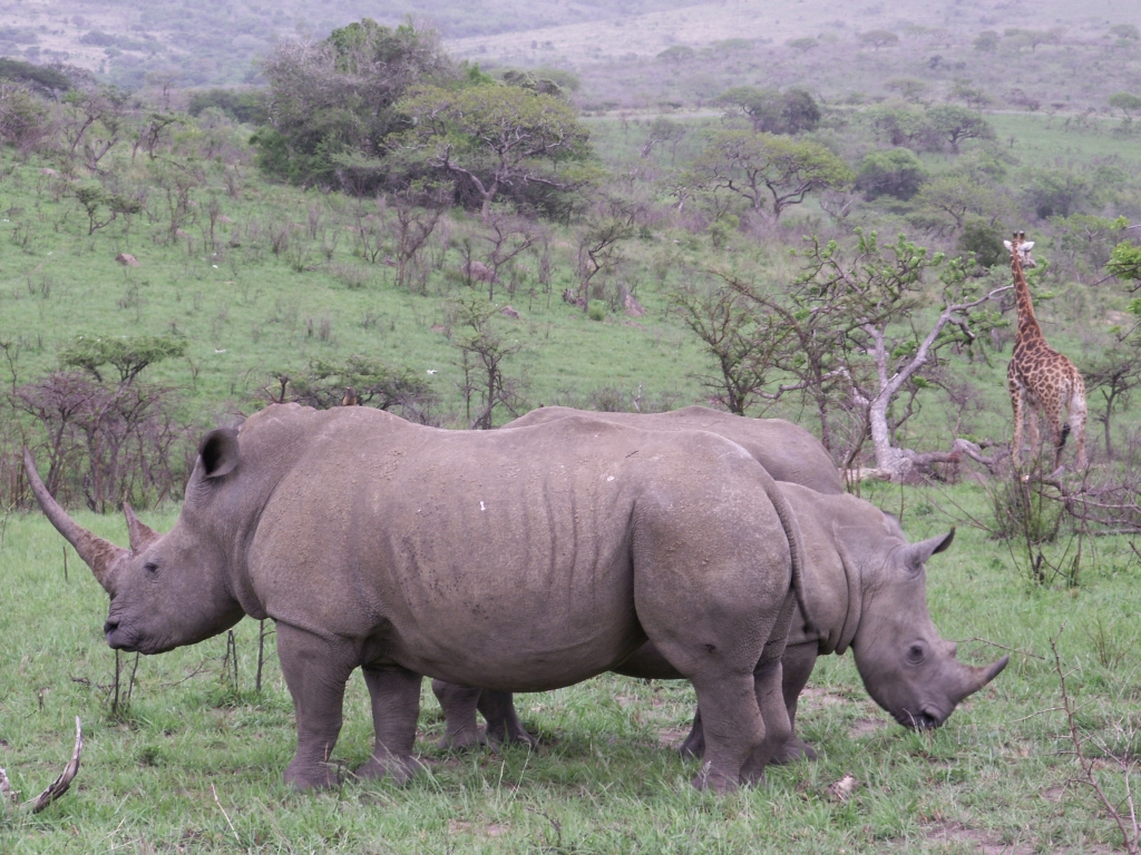 In het Hluhluwe deel van Hluhluwe Umfolozi Game Reserve staan alle dieren lekker compact bij elkaar.