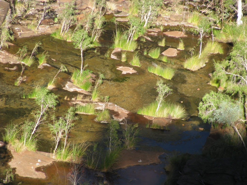 Karijini NP - Weelderige begroeing op de bodem van de kloof