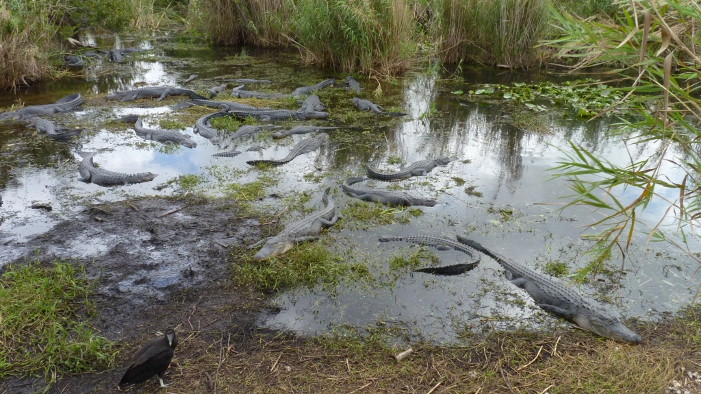 Everglades - Alligatorpoel, waar 40 alligators liggen te luieren