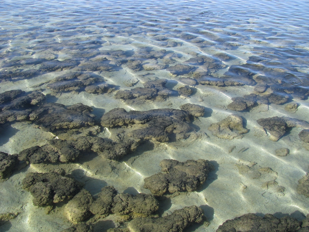 Shark Bay - De stromatolieten van Hamelin Pool