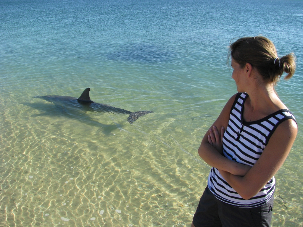 Shark Bay - Dolfijnen voeren bij Monkey Mia